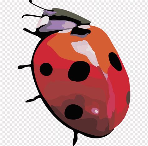 Besouro Coccinella Septempunctata Besouro Joaninha De Inseto Animais