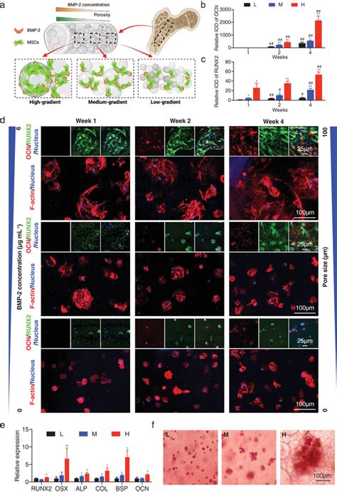 Osteogenesis Induced By The Dual Gradients Of Porosity And Bmp‐2 A