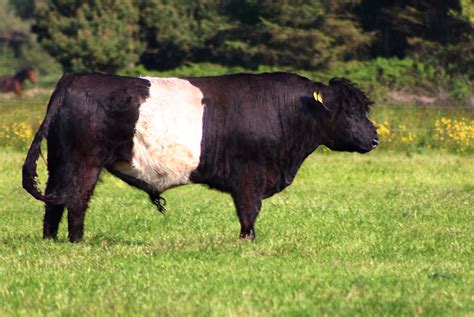 File:Belted galloway bull.jpg - Wikimedia Commons