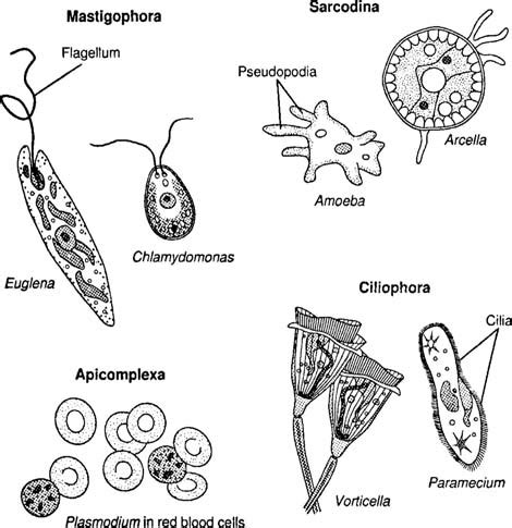 Classification of Protozoa