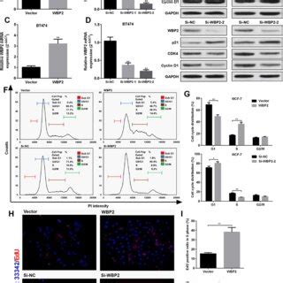 Mir Directly Targets Wbp In Er Breast Cancer Cells A Predicted