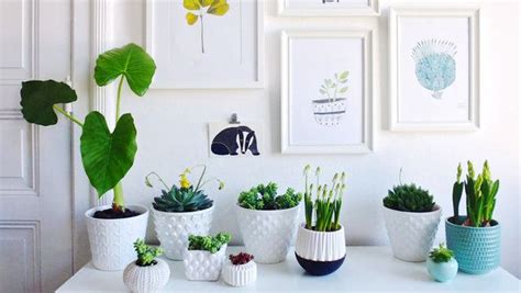 A White Table Topped With Lots Of Potted Plants And Pictures On The