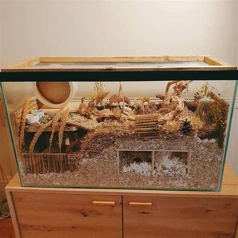 Hamster Natural Cage Hamster Diy Hamster Habitat Hamster Diy Cage