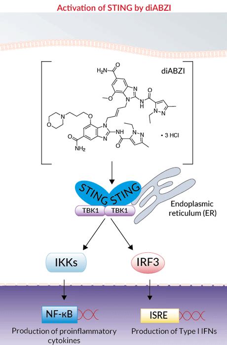 Diabzi Compound Sting Agonist Invivogen