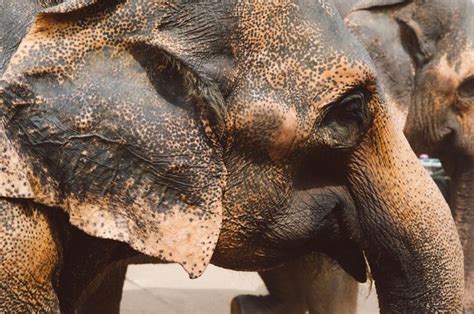 Two Elephants Standing Next To Each Other With Dirt On Their Faces And