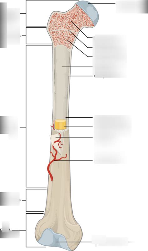 Bone Tissue And The Skeletal System Diagram Quizlet