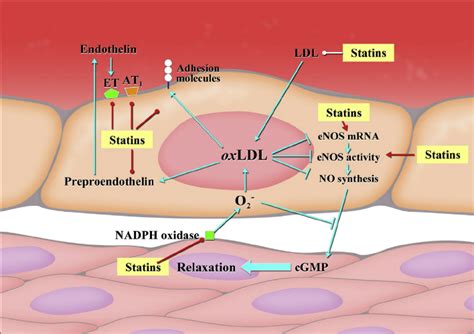 Diagrammatic Illustration Of The Pleiotropic Protective Effect Of