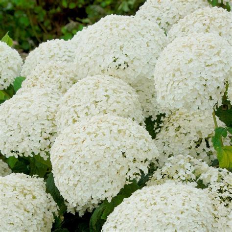 Hydrangea Arborescens Incrediball® Hydrangea Arborescens Incrediball Hydrangea Arborescens