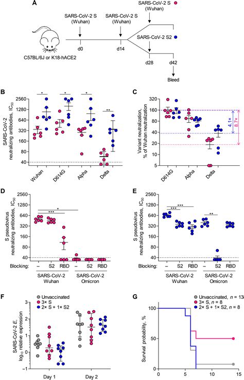 Sars Cov 2 S2targeted Vaccination Elicits Broadly Neutralizing Antibodies Science