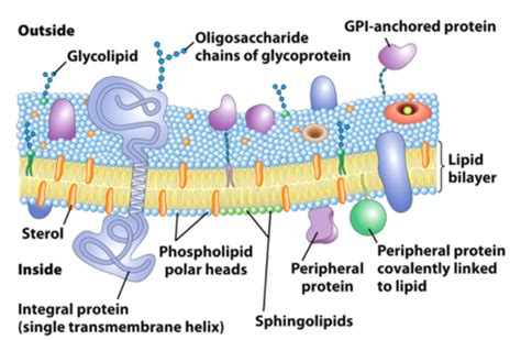 Biochem Ch 11 Biological Membranes And Transport Part 1 Flashcards