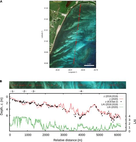 Frontiers Seagrass Depth Distribution Mirrors Coastal Development In The Mexican Caribbean