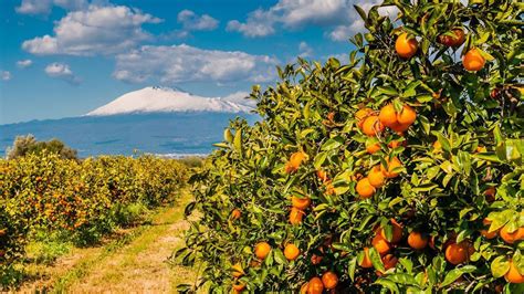 All The Italian Citrus You Need To Know