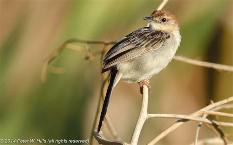 Cisticola Levaillant’s (Cisticola tinniens) - Cape West South Africa - World Bird Photos