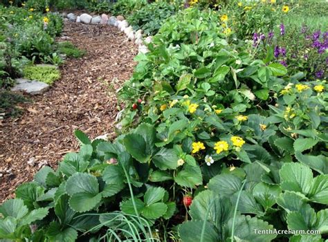 15 Perennial Crops To Grow In Wet Soil Tenth Acre Farm