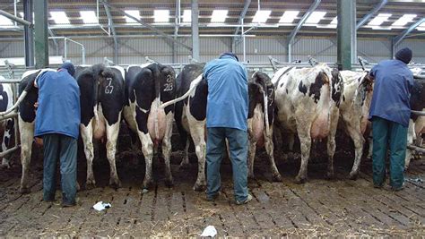 8 Step Guide To Artificially Inseminating A Dairy Cow Farmers Weekly