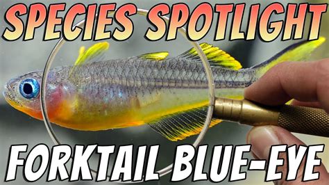 Forktail Blue Eye Rainbowfish Pseudomugil Furcatus Freshwater