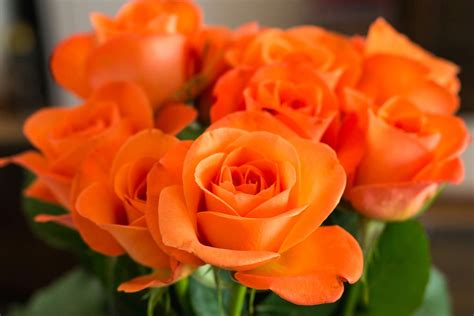 15 Types Of Roses To Consider For Your Garden