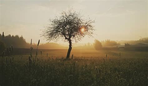 Free Images Tree Nature Branch Cloud Sky Sun Fog Sunrise