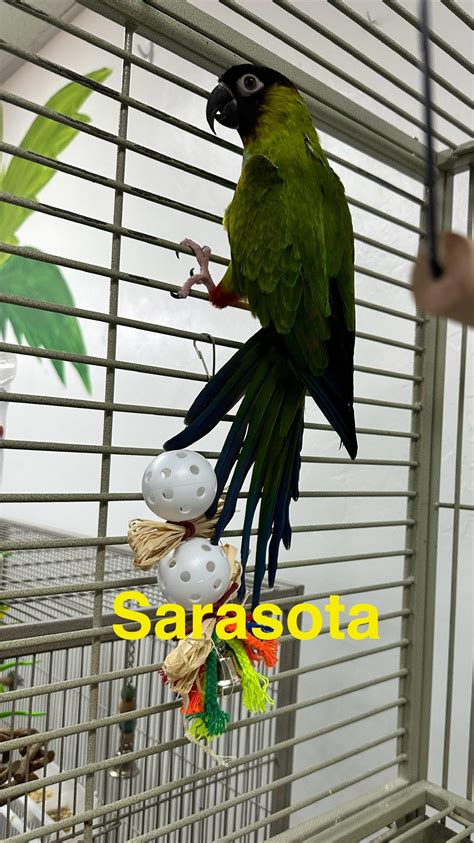 Sarasota Nanday Conure Parrot Outreach Society