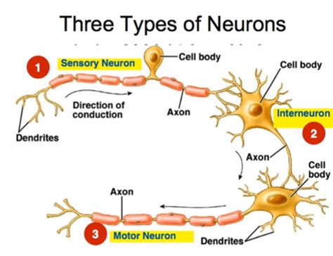 Neurotransmitter Biosynthesis Flashcards Quizlet