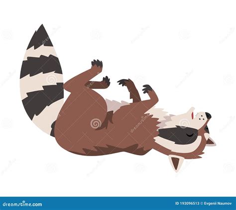 Cute Funny Raccoon Sleeping On Its Back Lovely Wild Furry Forest