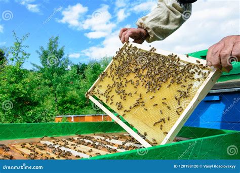 Beekeeper Holding A Honeycomb Full Of Bees Beekeeper Inspecting