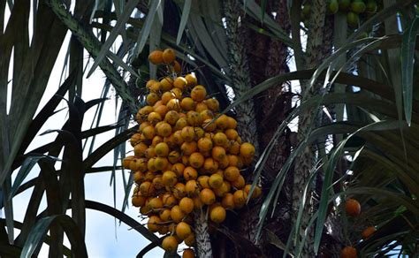 Tucum Astrocaryum Vulgare Amendoa Amazon Oil