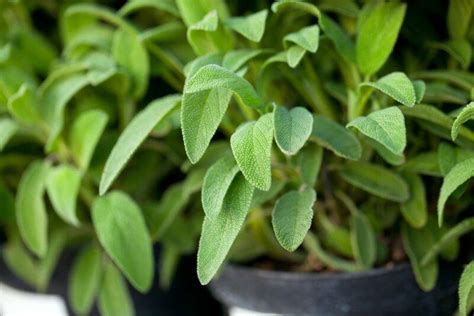 How To Propagate Sage From Cuttings A Beginners Guide Food For Net