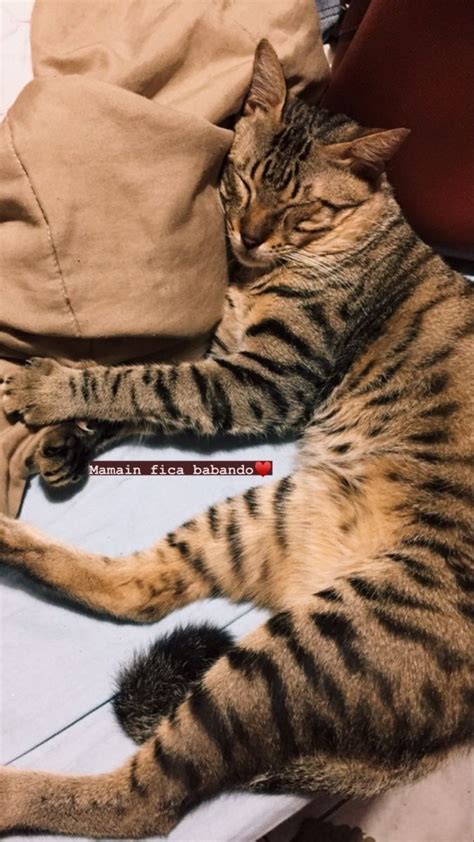 A Cat Laying On Top Of A Bed Next To A Pillow