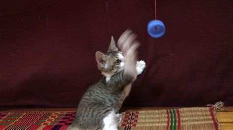 Kittens happy when they have something to play with - YouTube