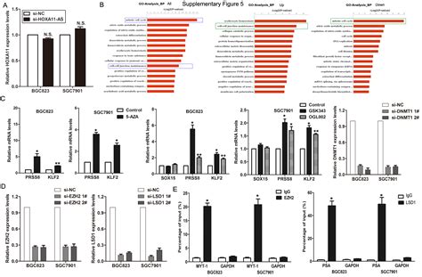 Lncrna Hoxa11 As Promotes Proliferation And Invasion Of Gastric Cancer