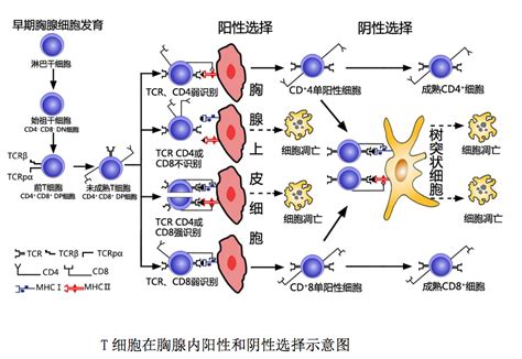 1 3 2免疫细胞 T淋巴细胞 Sam Note