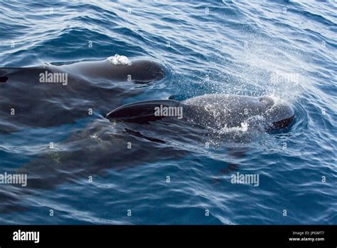 Long Finned Pilot Whales Globicephala Melas A Type Of Large Dolphin