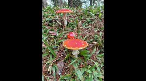 COGUMELOS ENCANTADOS AMANITA MUSCARIA YouTube