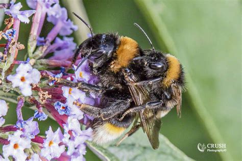 The Importance Of Beeing A Bee Crush