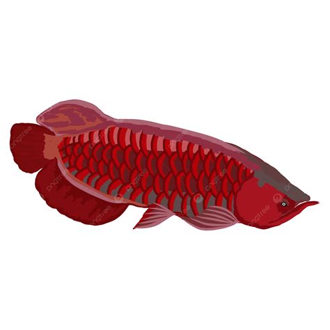 Illustration Eines Roten Arowana Fisches Vektor Arowana Tier Drachen