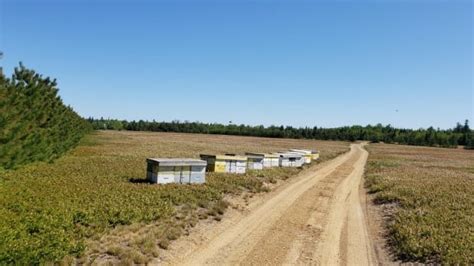 Blueberry Farm Seeks Water Source After Extreme Weather Devastated Its