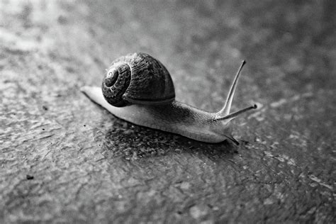 Tale Of A Snail Black And White Photograph By Susan Sligh Pixels