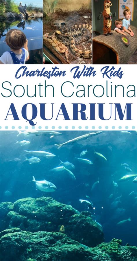 South Carolina Aquarium Exhibits That Kids Will Love