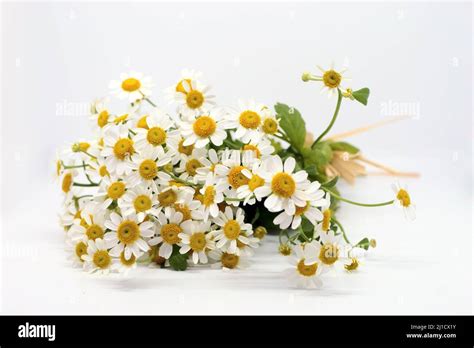 Chamomile Flower Bouquet Of Feverfew On White Background Chamomile