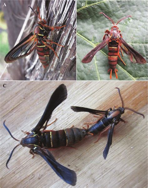 Grape Root Borer Adults A Newly Emerged Female On The Trunk Of A