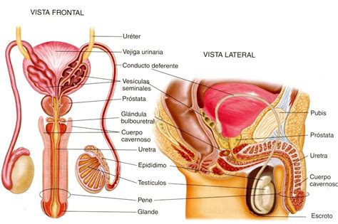 sistema reproductor masculino rompecabezas en línea