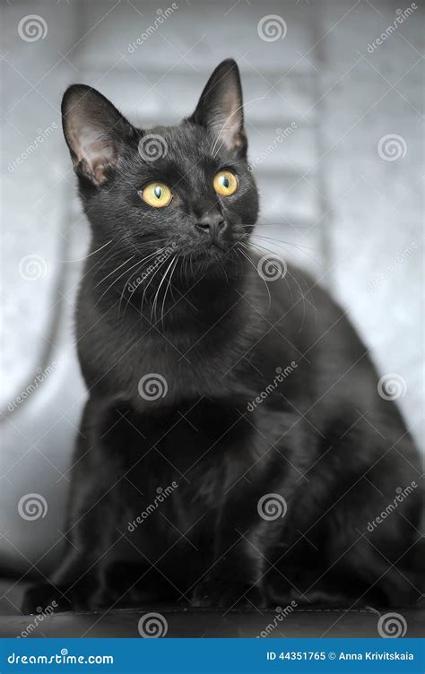 Black Cat With Yellow Eyes Stock Image Image Of Black 44351765