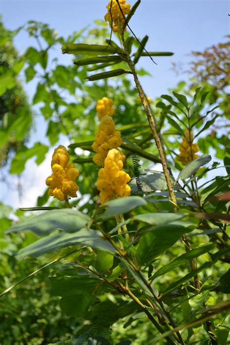 8 Top Medicinal Uses Benefits Of Cassia Alata Akapulko Seemai Agathi Wildturmeric Artofit