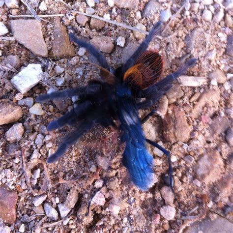 Tarantula Hawk Project Noah