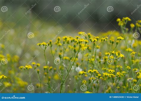 Flores Selvagens Amarelas Bonitas Em Um Fundo Da Grama Verde Foco