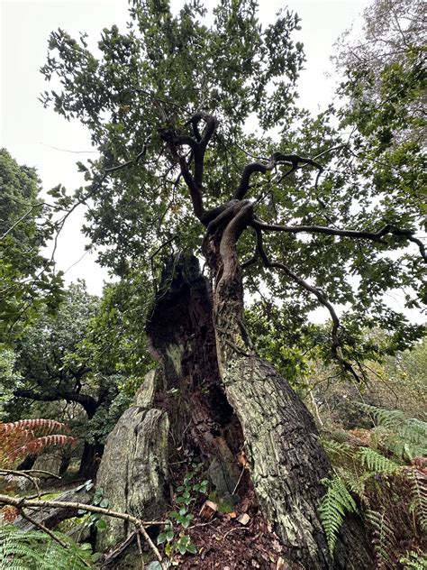 Valuing Ancient And Veteran Trees The Sherwood Forest Trust Charity