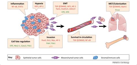 metastasis - définition - What is