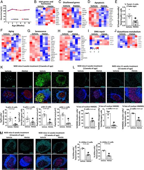 Pahsas Reduce Cellular Senescence And Protect Pancreatic Beta Cells