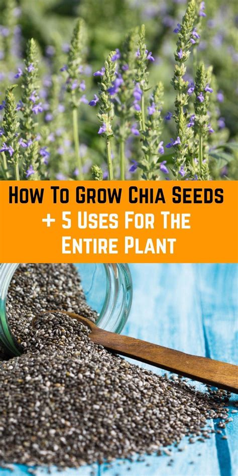 How To Grow Chia Seeds 5 Uses For The Entire Plant Artofit